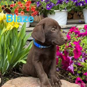 Blaze, Chocolate Labrador Retriever Puppy